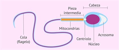 Partes del espermatozoide