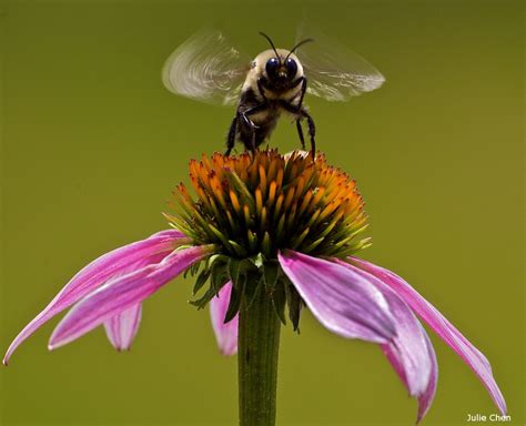 5 Facts About Bumble Bees—and How To Help Them • The National Wildlife Federation Blog : The ...