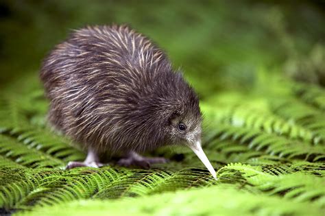 Kiwi Bird Archives - Fuzzy Today