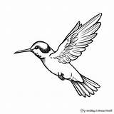Ruby Throated Hummingbird Coloring Pages  Free & Printable sketch template