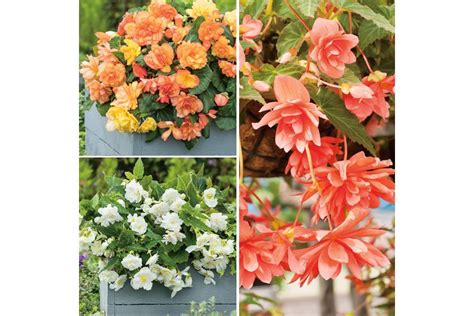 Weeping Begonia Flower Care – Techniques For Healthy, Stunning Flowers – Swipe Garden