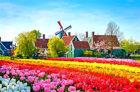 Beyond Amsterdam- Windmills, Flowers and Hidden Treasures of Holland - Nordic Experience