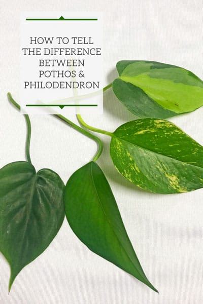 difference between pothos and philodendron | Philodendron plant, Philodendron, Golden pothos plant