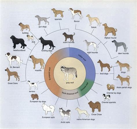 Different geographic subspecies of wolves may have given rise to ...