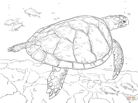 Realistic Hawksbill Sea Turtle coloring page | Free Printable Coloring ...