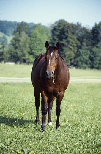 American Quarter Horse - Wikipedia