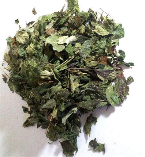 Calea Zacatechichi (Mexican Dream Herb) Wildharvested Mexico 2 oz. - 1 ...