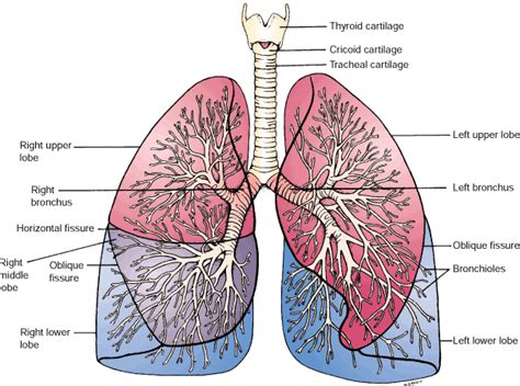 Diagram Of Lung - General Wiring Diagram