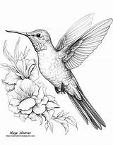 20 Free Printable Coloring Pages Humming Bird And Flowers color By  sketch template