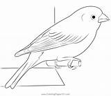 Coloring Bird Finch Flying Yellow Drawing Pages Blue Birds Clipart  sketch template