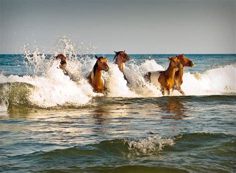 The awe-inspiring moment of nature captured perfectly | Horses ...