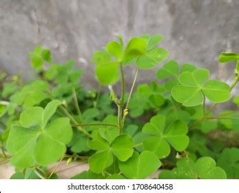 4 Marsilea Crenata Aquarium Images, Stock Photos & Vectors | Shutterstock