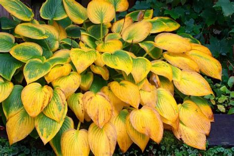 10 Common Problems with Hostas Plants & How to Solve Them - Garden Lovers Club