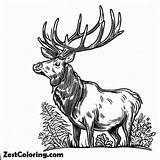 Wildlife Elk Coloring Pages  For Kids – Smart Creative And Fun sketch template