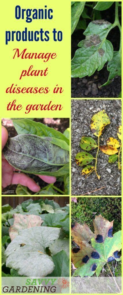 Plant Diseases in the Garden: How to Prevent and Control Them | Plant diseases, Garden pest ...