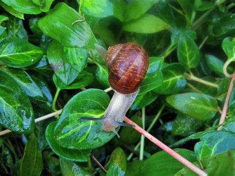 Snail On Periwinkle Free Stock Photo - Public Domain Pictures