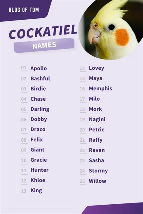 487+ Cockatiel Names (Awesome Male & Female Ideas)