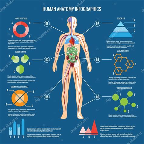 Conception d'infographie d'anatomie du corps humain image vectorielle par K3star © Illustration ...