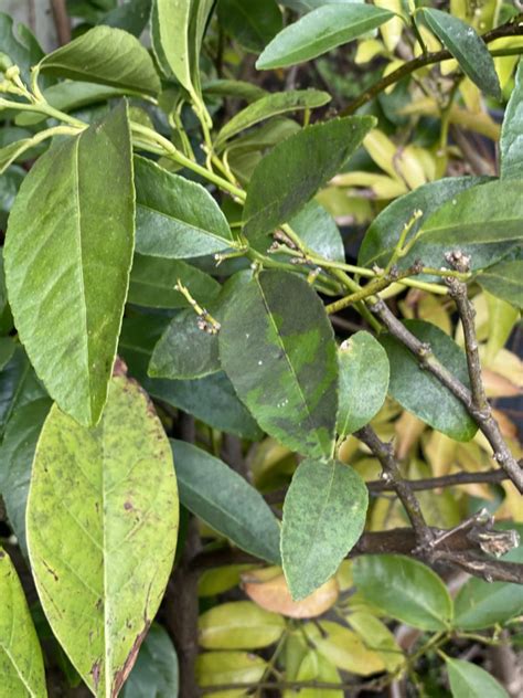 Solving Mold In Greenhouse - Roger Marshall - Hartley Botanic