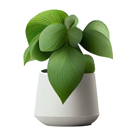 Beautiful plants in ceramic pots . AI Generated 23358821 PNG