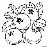 Blueberry Fruit Coloring Page 21292 16839 sketch template