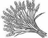 Lavender Coloring Pages sketch template