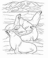 Arctic Animals Coloring Pages sketch template