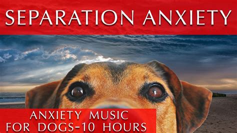 Deep Separation Anxiety Music for Dogs [10 Hours] - YouTube