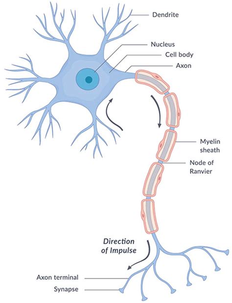 Nervous System - Yoga and Medical Science