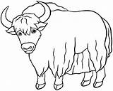 Yak Image Coloring Pages  Páginas Para Colorear sketch template