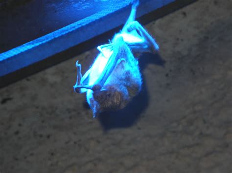 Vampire bat hanging under a blue light. Photo taken by my Dad at Moody Gardens. | Moody gardens ...