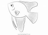 Freshwater Angelfish Coloring Page For Kids  Free Angelfishes sketch template