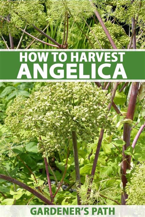 How to Harvest and Use Angelica | Gardener’s Path