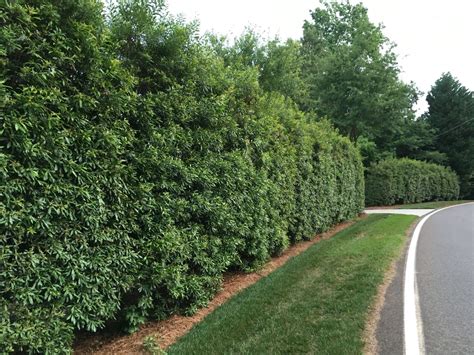 Fast Growing Wax Myrtle Hedge