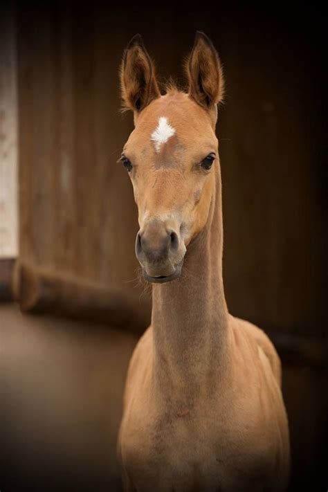 Akhal Teke foal Akhal Teke Horses, Percheron, Arabians, Most Beautiful ...