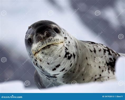 Leopard Seal stock image. Image of south, fear, close - 34792813