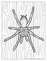 28 Spider Coloring Pages Free PDF Printables sketch template