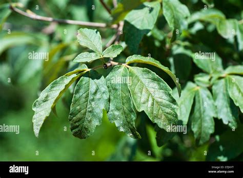 Leaves of Acer Griseum, Paperbark Maple, Aceraceae Stock Photo - Alamy