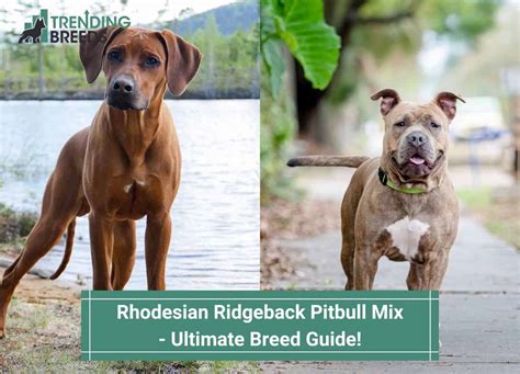 Rhodesian Ridgeback Pitbull Mix – Ultimate Breed Guide! (2023)