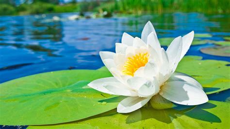 🔥 [50+] Water Lily Desktop Wallpapers | WallpaperSafari