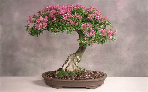 Japan Bonsai Full HD Wallpaper and Background Image | 1920x1200 | ID:194940