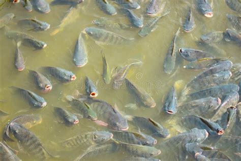 Nile Tilapia in Industrial Ponds, Agriculture is Emerging, Breathing on the Surface. Stock Image ...