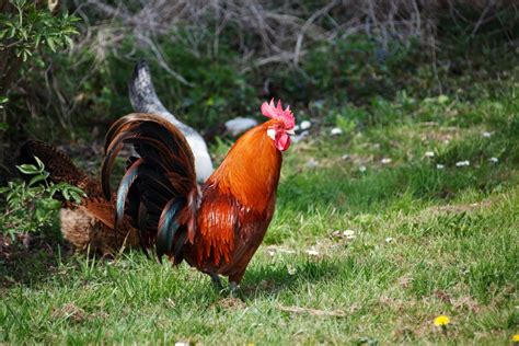 Free Images : nature, bird, farm, prairie, animal, beak, chicken, fowl, fauna, rooster, poultry ...