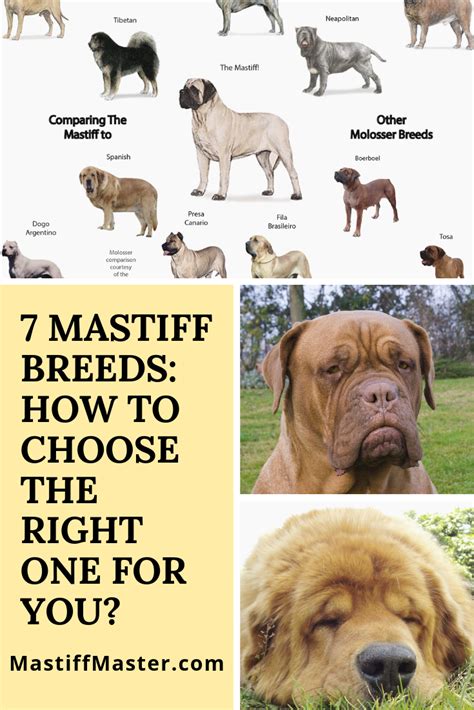 7 Mastiff Breeds: How To Choose The Right One For You (With images ...