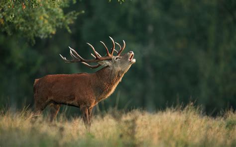 Red Deer Wallpapers - Wallpaper Cave