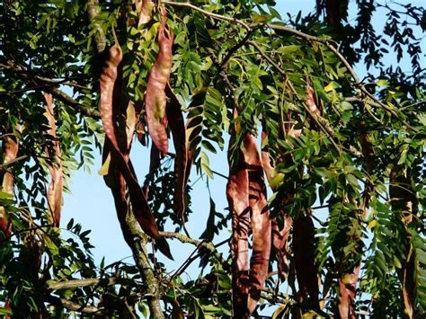 ️ Acacia de tres espinas (Gleditsia triacanthos) | Guía Completa 2024