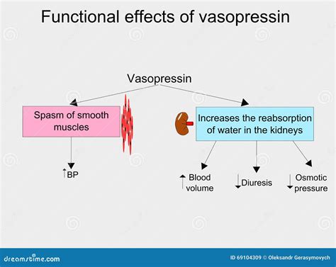 Effects Of Vasopressin Royalty-Free Stock Photography | CartoonDealer ...