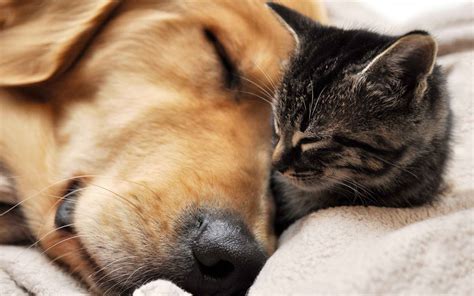 Cat and dog sleeping wallpapers and images - wallpapers, pictures, photos