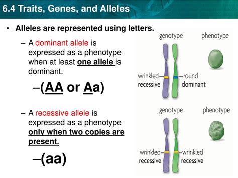 Dominant Allele Example Biology