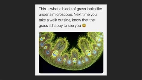 Real Bacterial Cell Under A Microscope